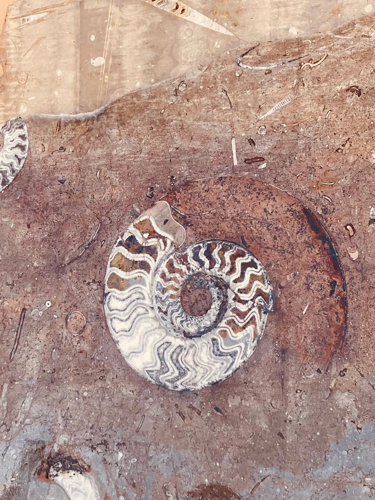 Polished ammonite fossil cross-section showing iridescent chambered spiral